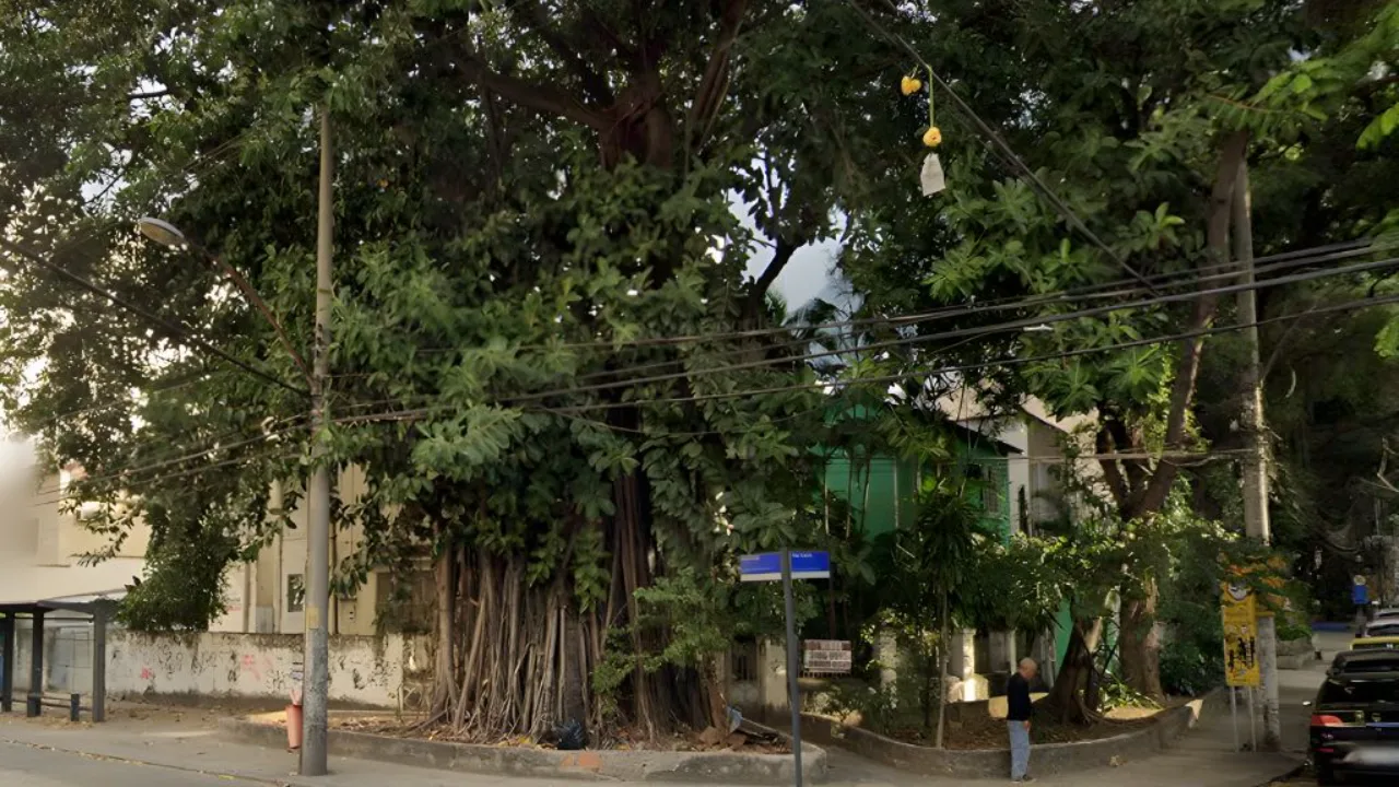 Moradores denunciam corte ilegal de árvore: até quando vamos permitir?