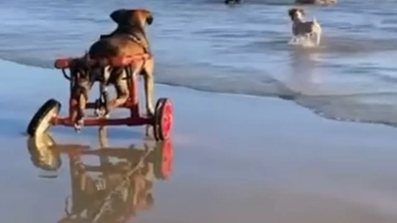 Superação nas Ondas: Cão Paraplégico Emociona a Web ao Vencer Limites no Mar