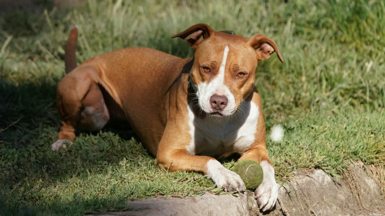Ataque de Pitbull reacende debate sobre cumprimento da Lei