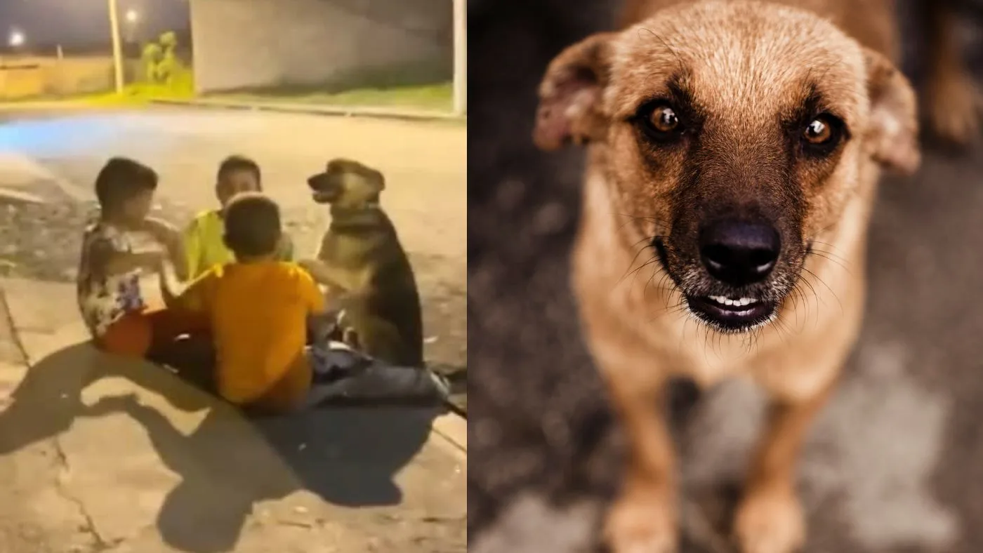 Vídeo Viral: Crianças e Cachorro de Rua Emocionam a Web em Cena de Puro Afeto