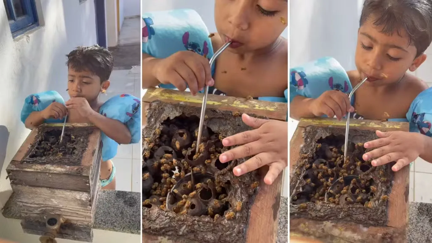 Aqui tem coragem: menino bebe mel de canudinho direto da colmeia