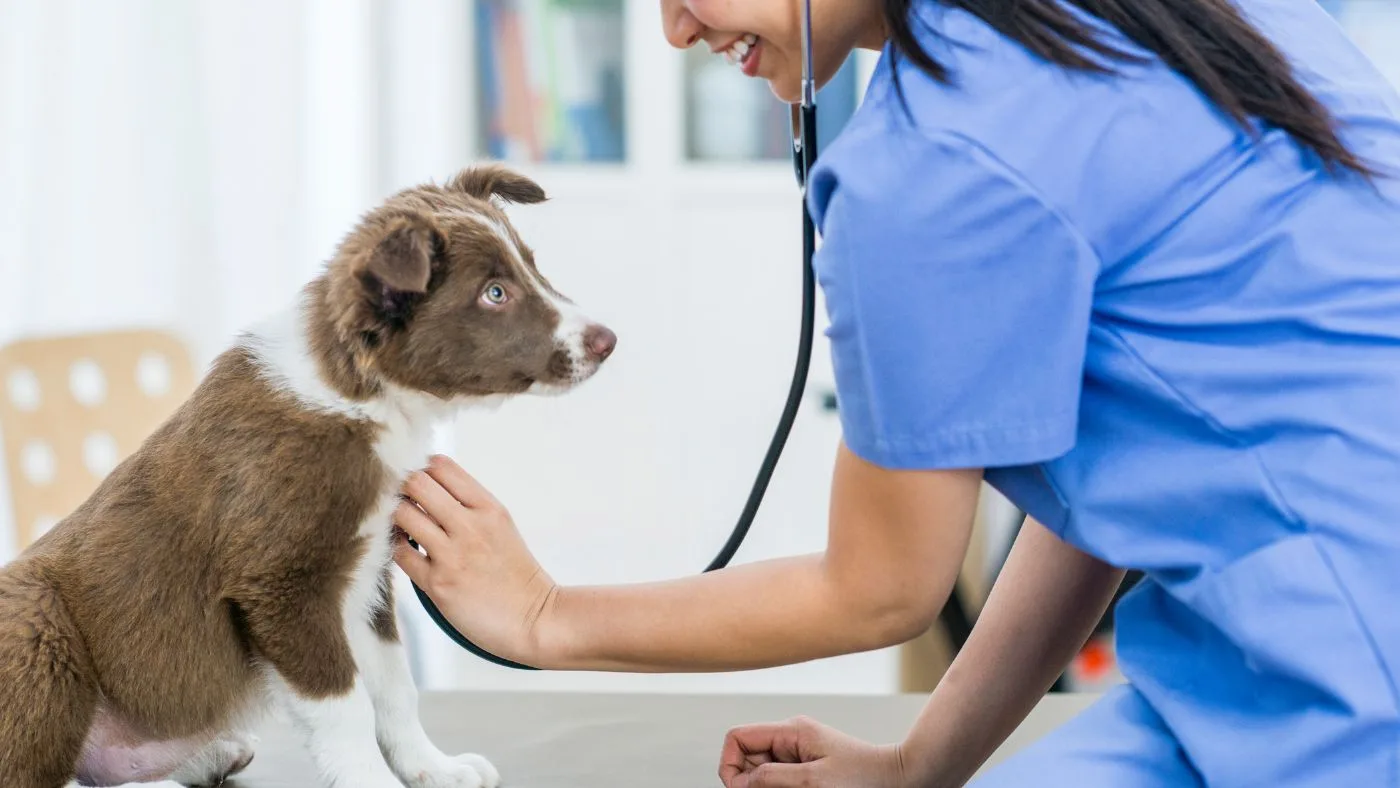Castra Mais RJ chega a Vila Isabel com mutirão gratuito de castração para cães e gatos