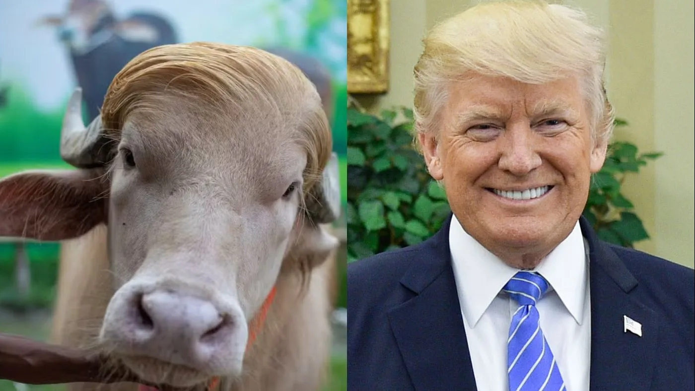 De Alvo de Sacrifício a Celebridade de Zoológico: A Incrível Jornada do Búfalo 'Donald Trump' em Bangladesh