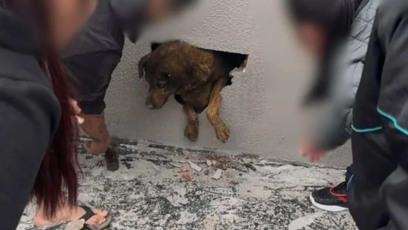 Cadela desaparecida é resgatada de dentro de parede concretada em obra no Paraná
